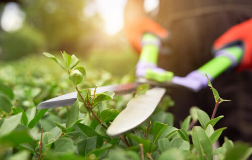 Garden Maintenance